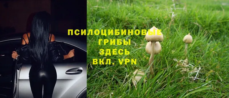 Галлюциногенные грибы Magic Shrooms  Никольское 